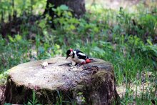 Frühstück im Wald (Frühstück in einem Wald) / ***