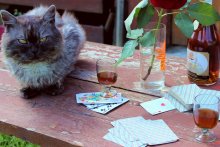 Spielen mit der Katze / ***