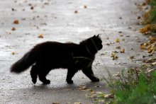 Cat für einen Spaziergang (Cat Walking) / ***