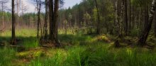 Swamp Wald / ***
