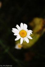 Daisy *** / ***