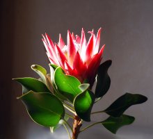 Protea Madiba / ***