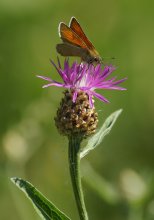 Leafhoppers / ***