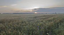 Dämmerung über dem Feld von Roggen ... / ***