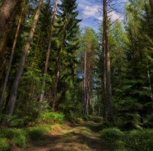 Ausgedehnte Wald / ***