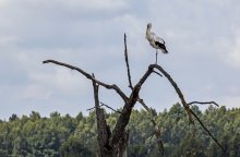 Mit einem Storch / ***