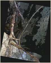 ROOTS / ***