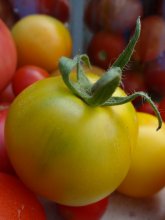 Signor Tomato / ...