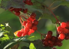 Viburnum / ***