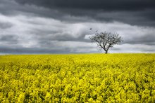 The Birds / Picture taken in Burgundy / France