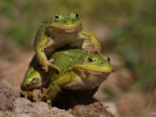 &quot;Jetzt fahren mich, eine große Schildkröte! ...&quot; / -------