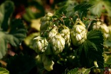 Ein bisschen von Hopfen / ***