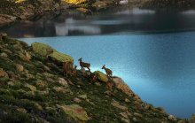 Morgen am Bergsee / ***