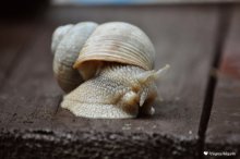 Schnecke / ***