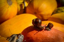 Abenteuer Schnecken weiter / ***