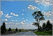Seltsame Baum in Monticello / ***