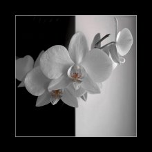 Orchidee. (S / w?) / ***