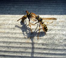 SCHA ich Pattle etwas povydergayu / ***