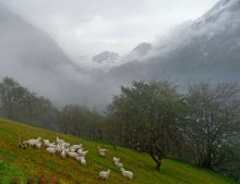 Auf nassen Ufer des Roaming-Herden ... Geiranger. Norwegen / ***