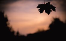 Warten auf Herbst / ***