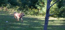 Die neue Ode an meinen Hund. / ***