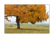 Autumn Tree / ***