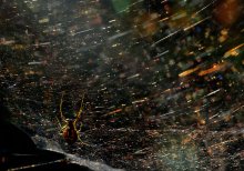 Waltz mit dem Universum. / ***