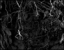Die Nerven des Waldes / ***