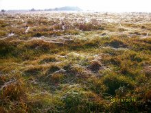 Gossamer Feld / ***