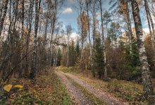 In den herbstlichen Wald ... / 16.10.13