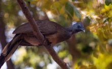 Grey-headed Chachalaca (grau-chachalaka) / ***