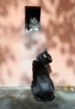 Katze, Katze, aus dem Fenster schauen! / ***