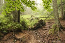 Verlassene Wald. / ***