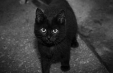 Schwarze Katze / ***