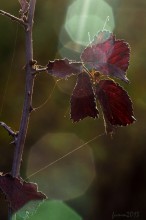 Sunny harvestman / ***