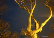 im Lichte der Laterne / ***