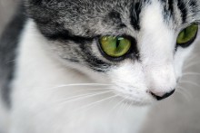 Die grün-eyed cat / ***