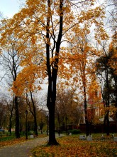 Goldener Herbst / ***