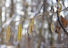 im Februar Ohrringe Sonne vergoldete Beine blühte / ***