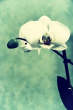 Orchid / &amp;&amp;&amp;
