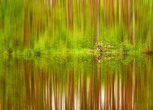 Forest Lake / ............
