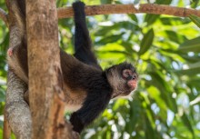 Patrouille / sentinel  (Spider monkey)