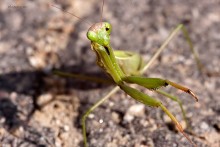 Stil betrunkenen Mönch / ***