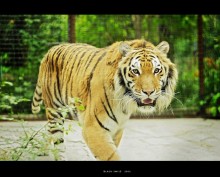 Tiger (Jalta Zoo) / ***