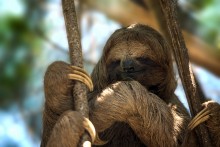 Sloth / ***
