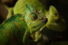 Chameleons / ***