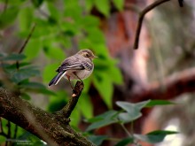 Abend Vogel-Skeptiker oder Birdie Ordinary / ***