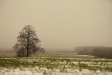 Januar Nebel ... / ...