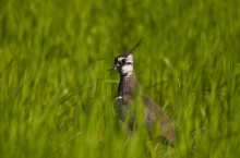 Handsome Tschibis / ***