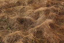 Gras Nummer 2 / ***